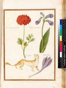 Ranunculus, Foxglove, Meadow Saffron and a Leopard by Nicolas Robert